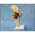 Deluxe Functional Hip Joint Trainging Model